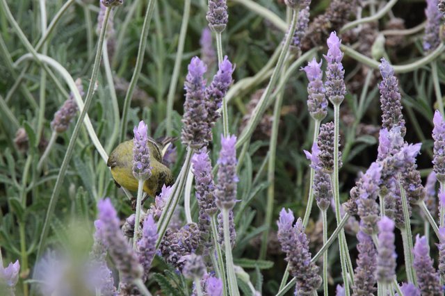 Yellow Bird Foraging Among Purple Lavender Flowers