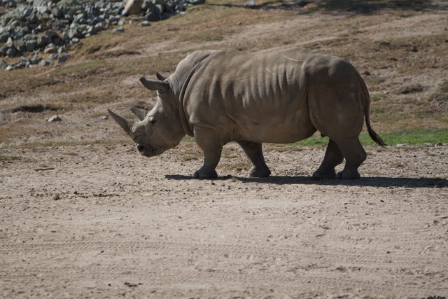 Majestic Rhino Roaming
