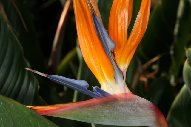 Exotic Bird of Paradise Flower