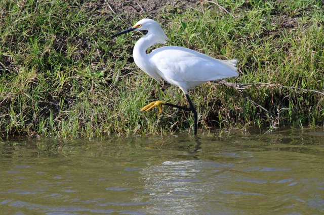 Snowy Egret Foraging Along Muddy Riverbank