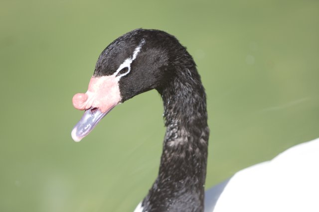 Black and White Swan with Pink Nose