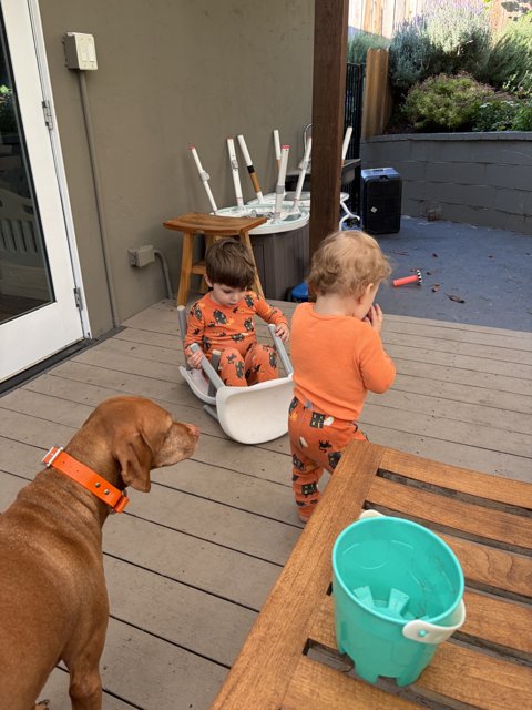Morning Playtime on the Porch