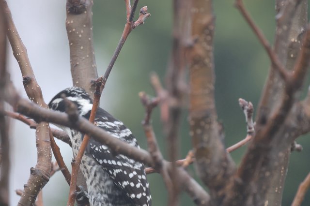 Downy Woodpecker Perched Among Winter Branches