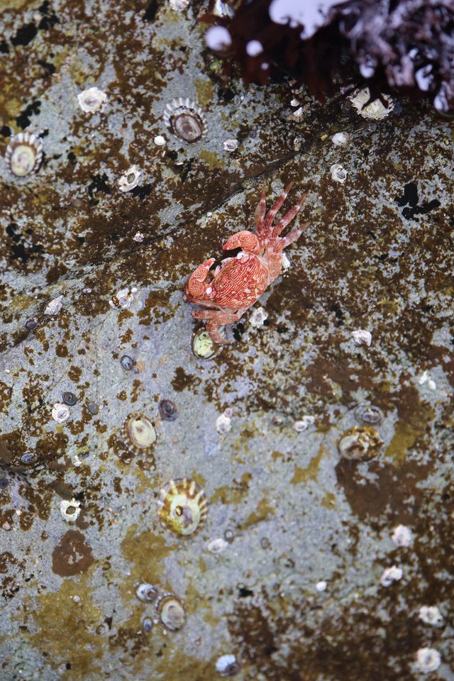 Crimson Crab Navigates Barnacle-Studded Tidal Rock