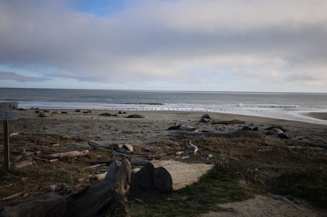 Elephant Seals Resting at Drakes Beach at Dusk