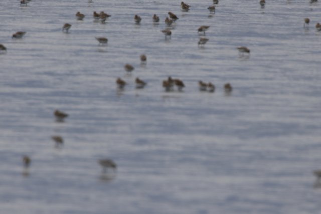 Dance of the Shorebirds