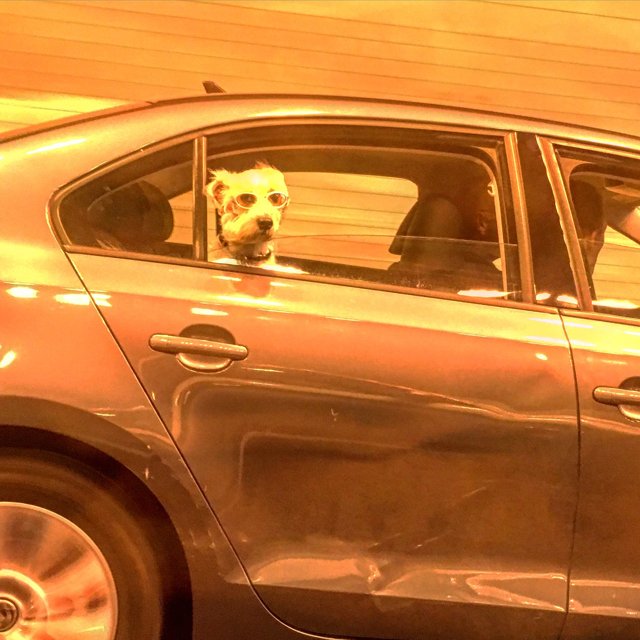 Canine on the Drive