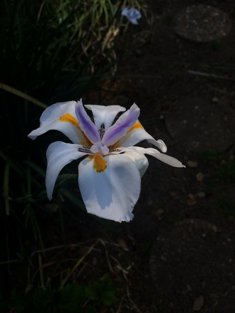 White and Purple Lily Blooming in Altadena