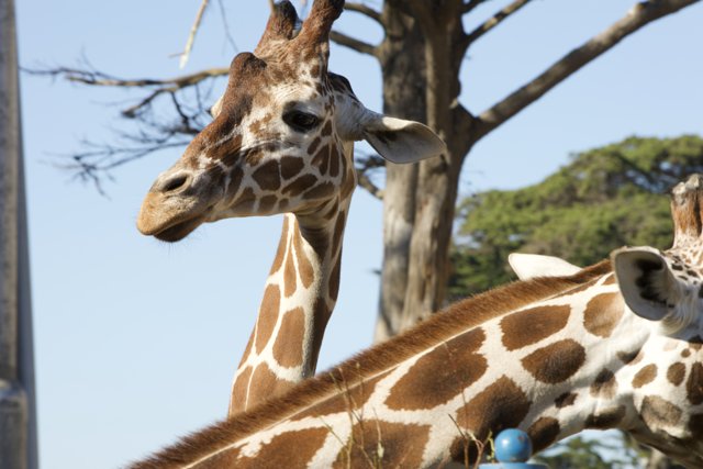 A Serene Day with Giraffes at SF Zoo