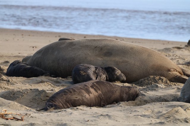 Elephant Seal Family Resting on Drakes Beach