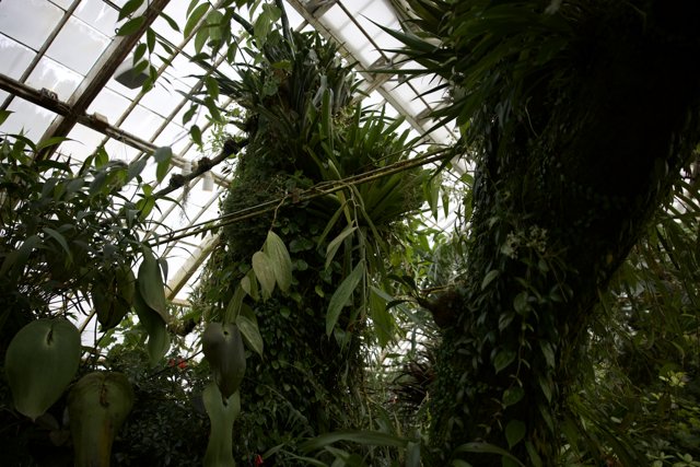 Bountiful Greenery in the Heart of the Golden Gate Park Conservatory