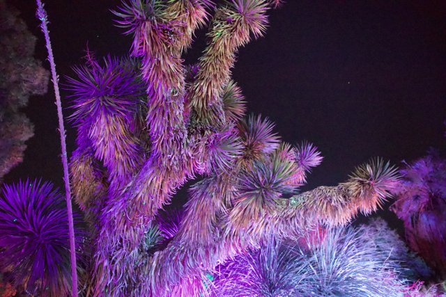 Luminescent Extravaganza