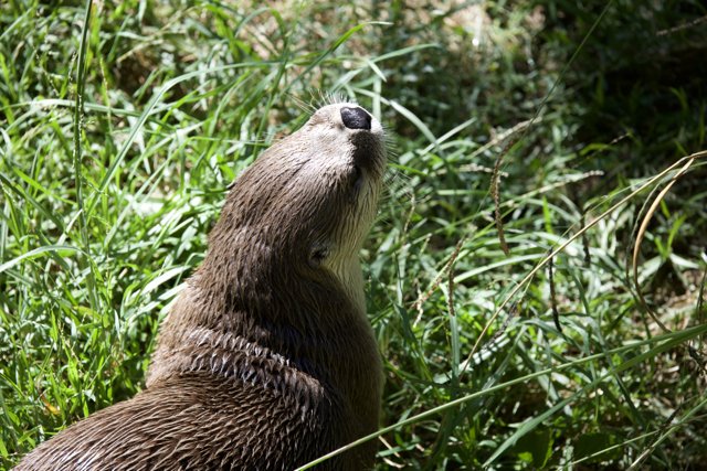 Serene Moments in the Grass