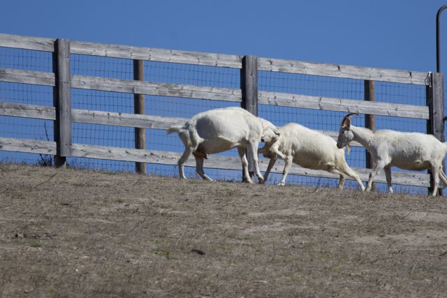 Pastoral Playfulness