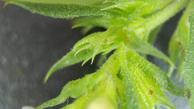 Extreme Macro: Cannabis Plant Trichomes and New Growth