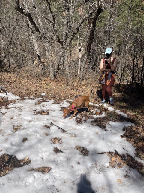 Snowy Fun in Coconino National Forest