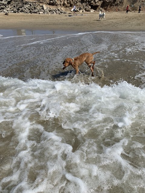 The Joy of a Canine Beach Day