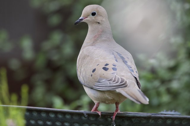 Mourning Dove Portrait on Bird Feeder Perch
