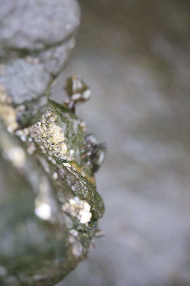 Aphid Colony Thriving on Tide Pool Algae Growth
