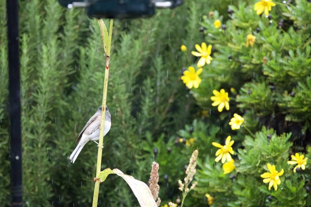 Small Bird Perched on Reed During Gentle Rain