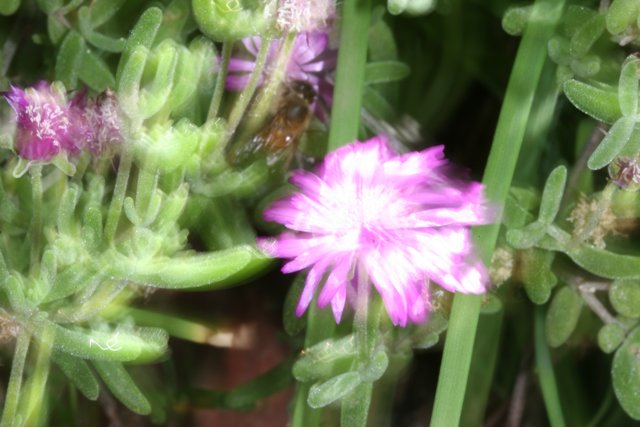 Blurry Pink Flower with Bee