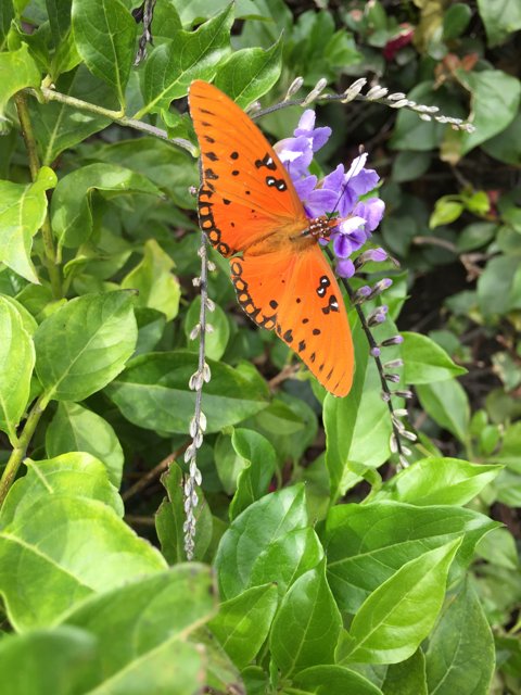 Butterfly on a Purple Acanthaceae Flower