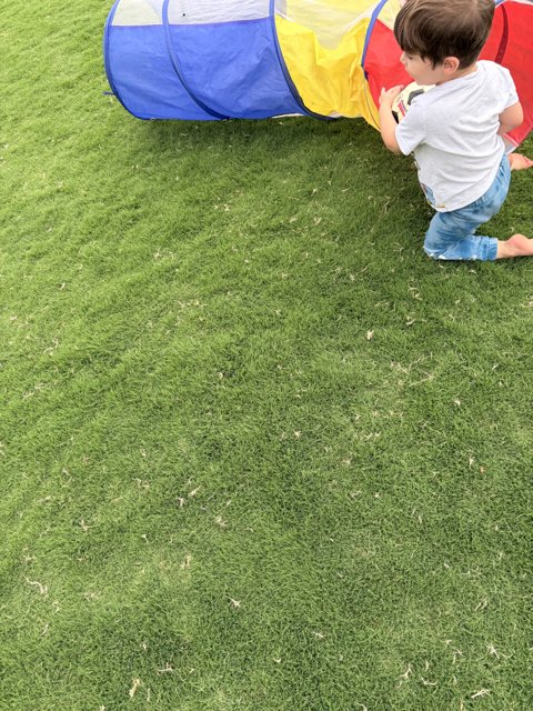 Playful Moments in the Sun