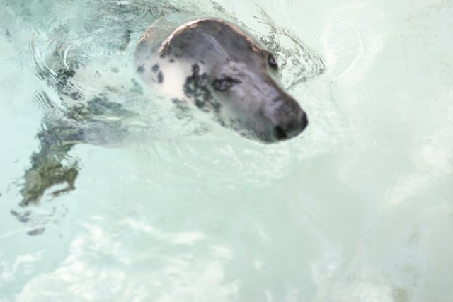 Playful Seal in the Water