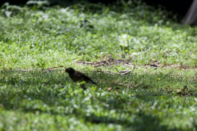 Serene Stroll - A Blackbird at Honolulu Zoo