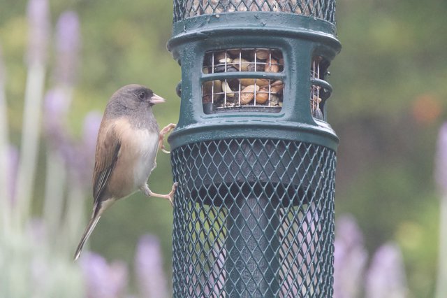 Dark-Eyed Junco Feeding at Garden Bird Feeder