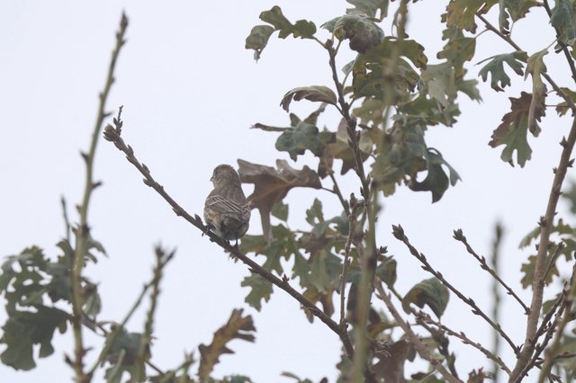 Small Sparrow Perched on Oak Branch in Overcast Weather