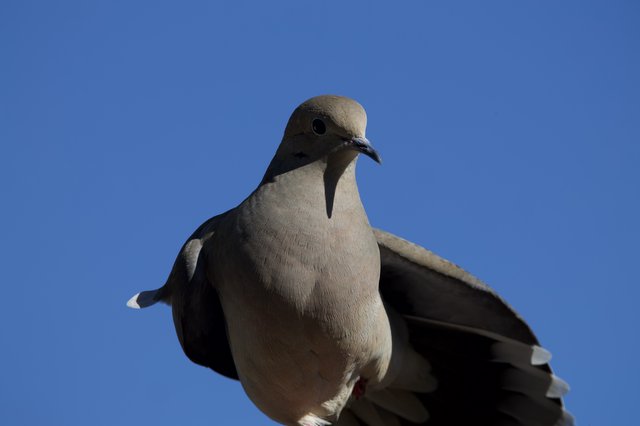 White-winged Dove Portrait Against Clear Blue Sky