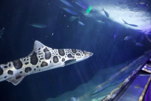 Majestic Leapord Shark of Aquarium Bay