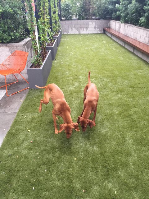 Playtime in the Artificial Grass