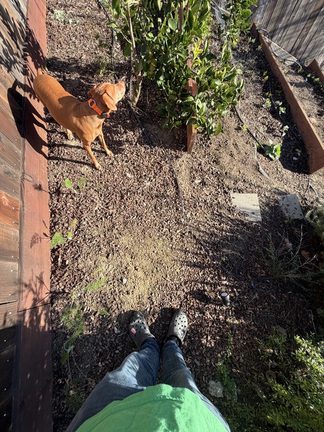Garden Companion: Dog Surveying Backyard Vegetable Plot