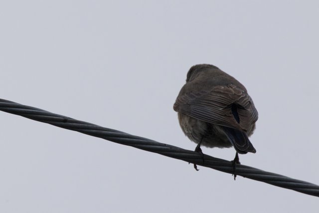 Perched in Profile