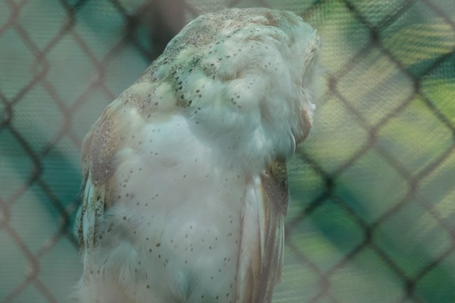 Solitary Sentinel: The Mystery Owl of Honolulu Zoo