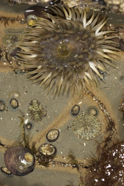 Sea Anemone Flower Bedecked with Shells