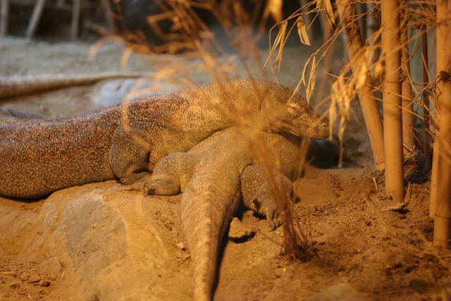Reptilian Cuddle Buddies