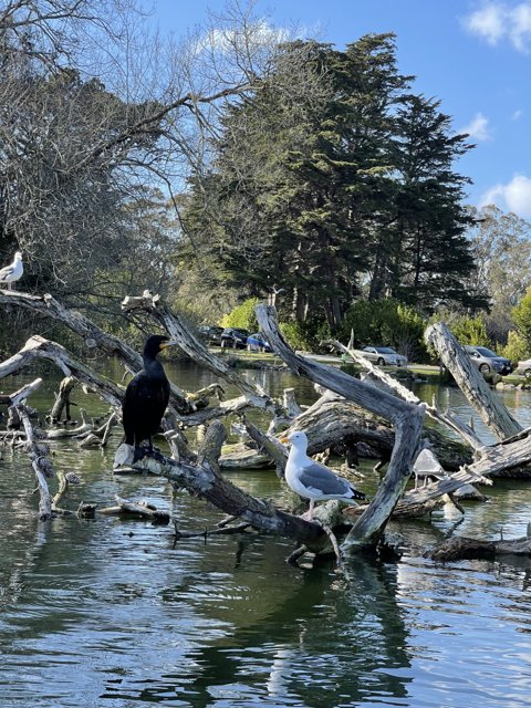 A Serene Scene of Birds on a Tree Branch in Stow Lake