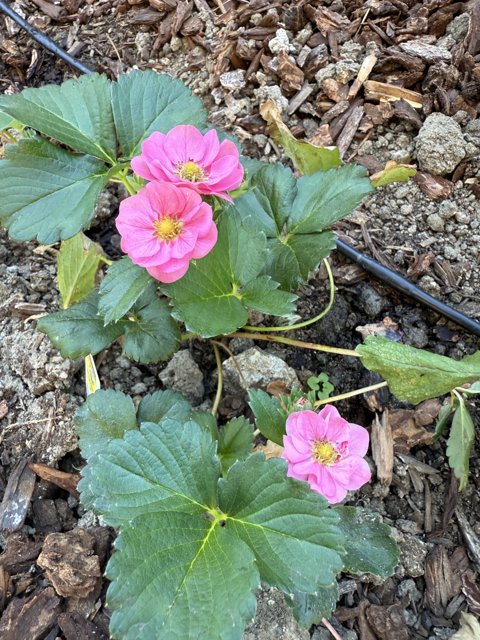 Vibrant Blossoms of August