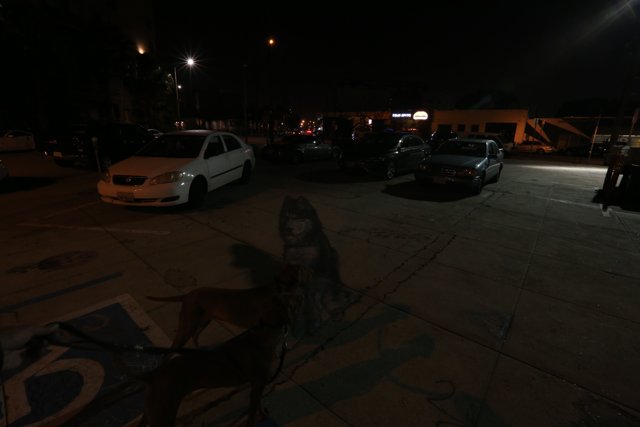 Parking Lot Pup