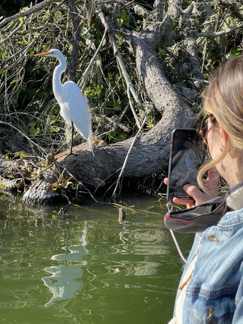 Capturing the Beauty of a White Heron