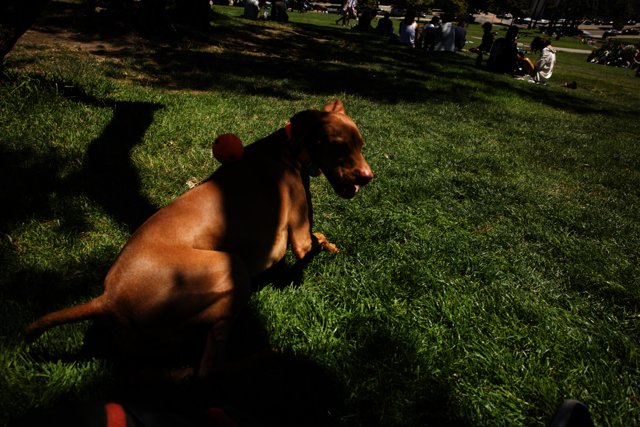 Delores Park Frolic: A Canine Rendezvous