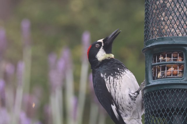 Acorn Woodpecker Feeding at Garden Bird Feeder