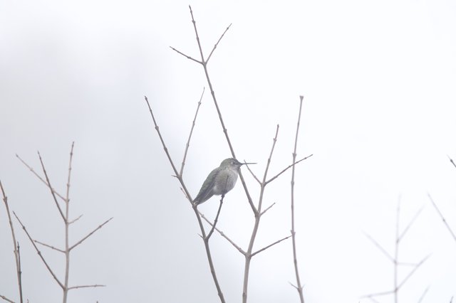 Anna's Hummingbird Perched on Bare Winter Branch