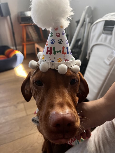Birthday Pup