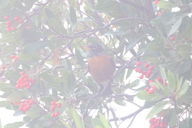 American Robin Foraging Among Red Winter Berries