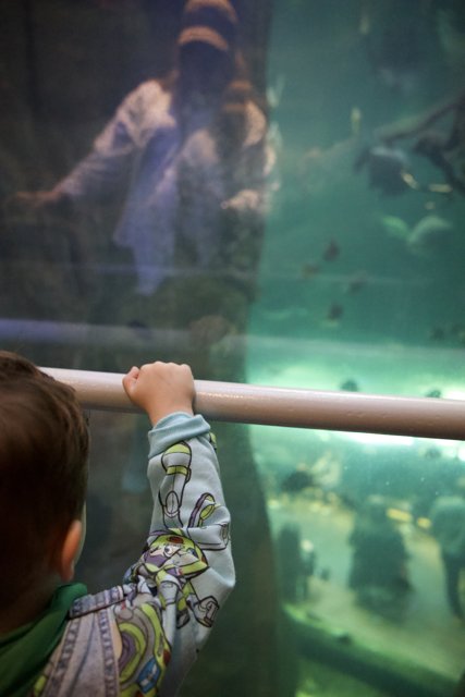Childlike Curiosity: A Visit to California Academy of Sciences
