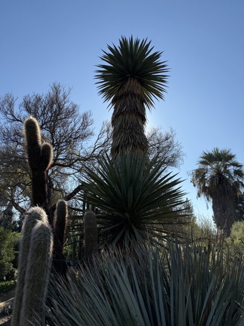 Towering Palms and Prickly Spines